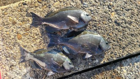 和歌山市江（吉丸渡船）で磯フカセ